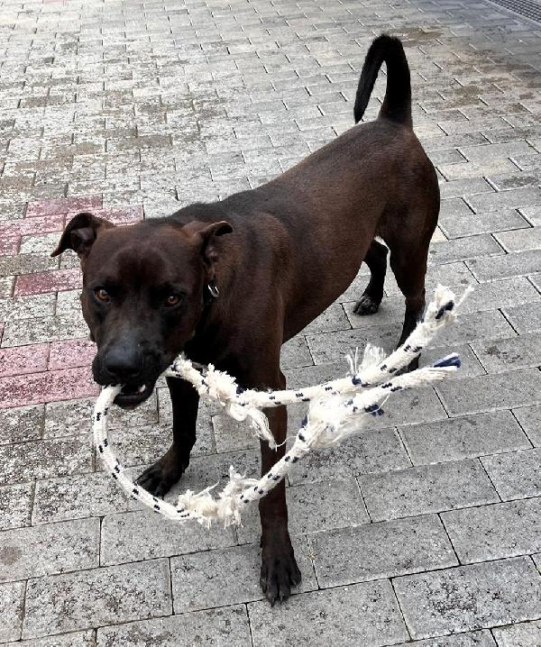 NIGEL BELLISSIMO PIT Foto 5